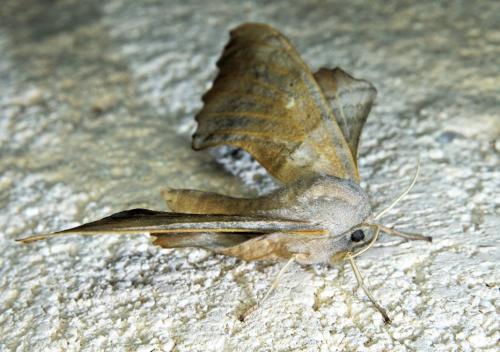Laothoe populi